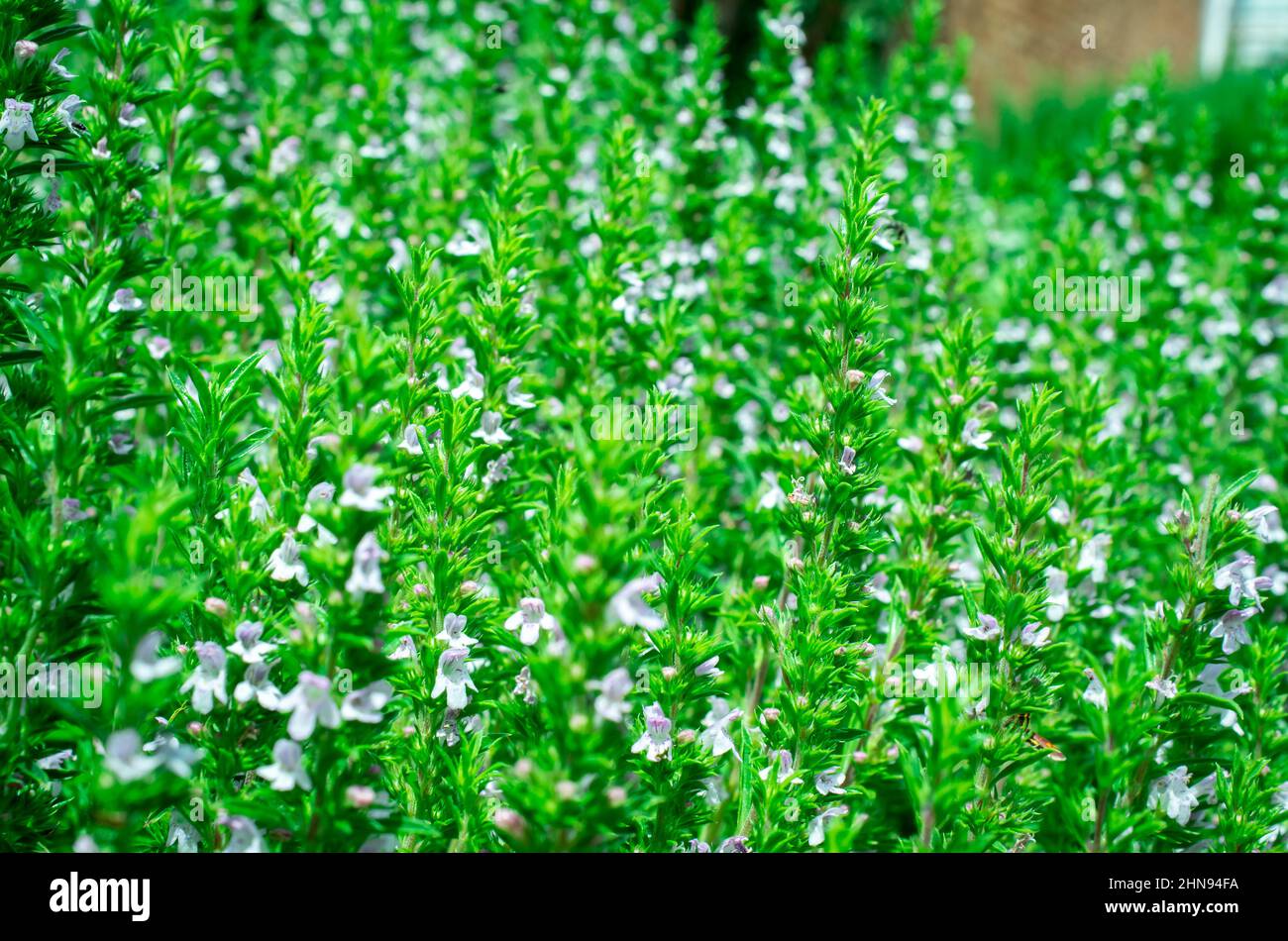 Thymian plantation hires stock photography and images Alamy