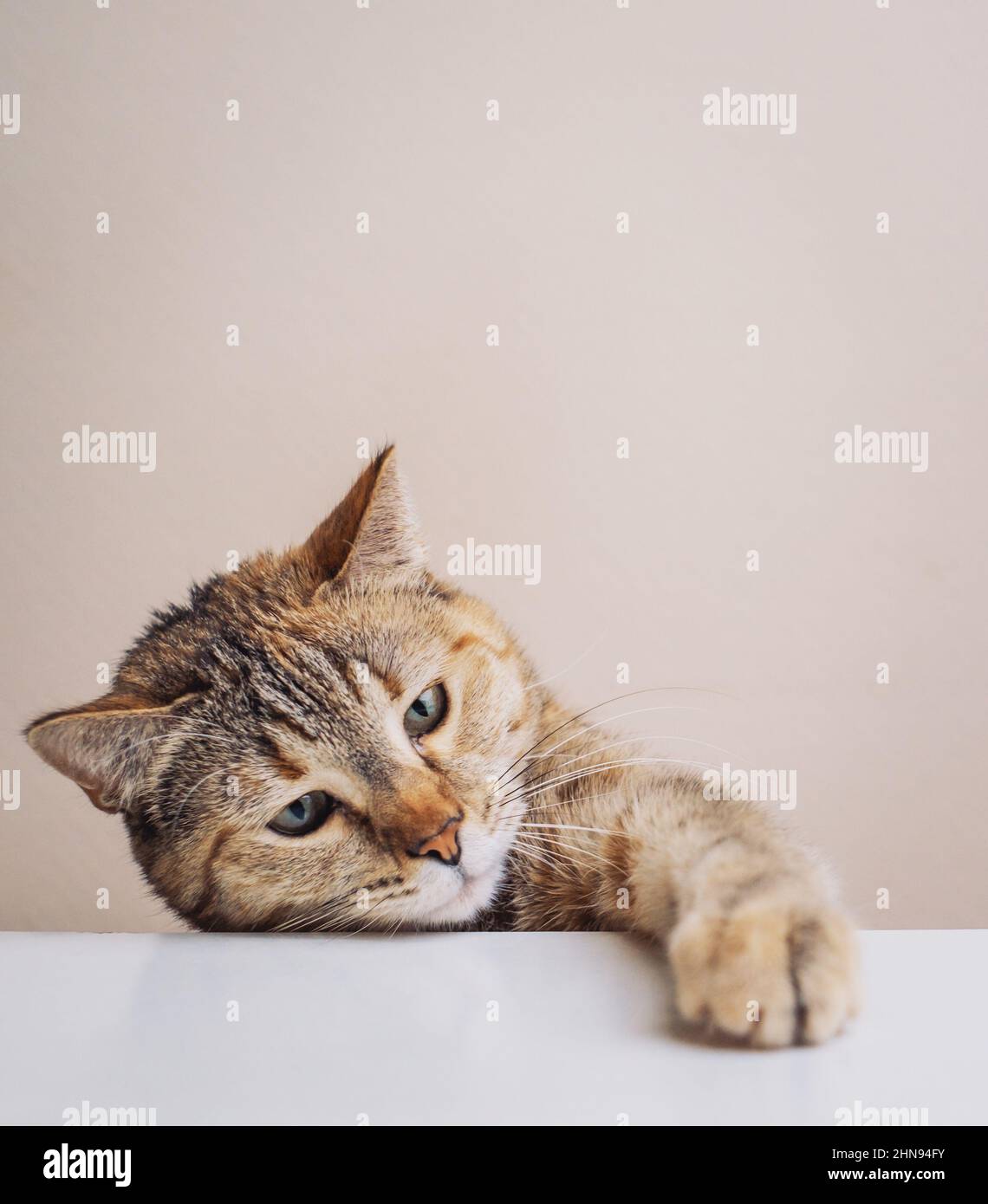 A ginger cat steals food from the kitchen table with its paw Stock