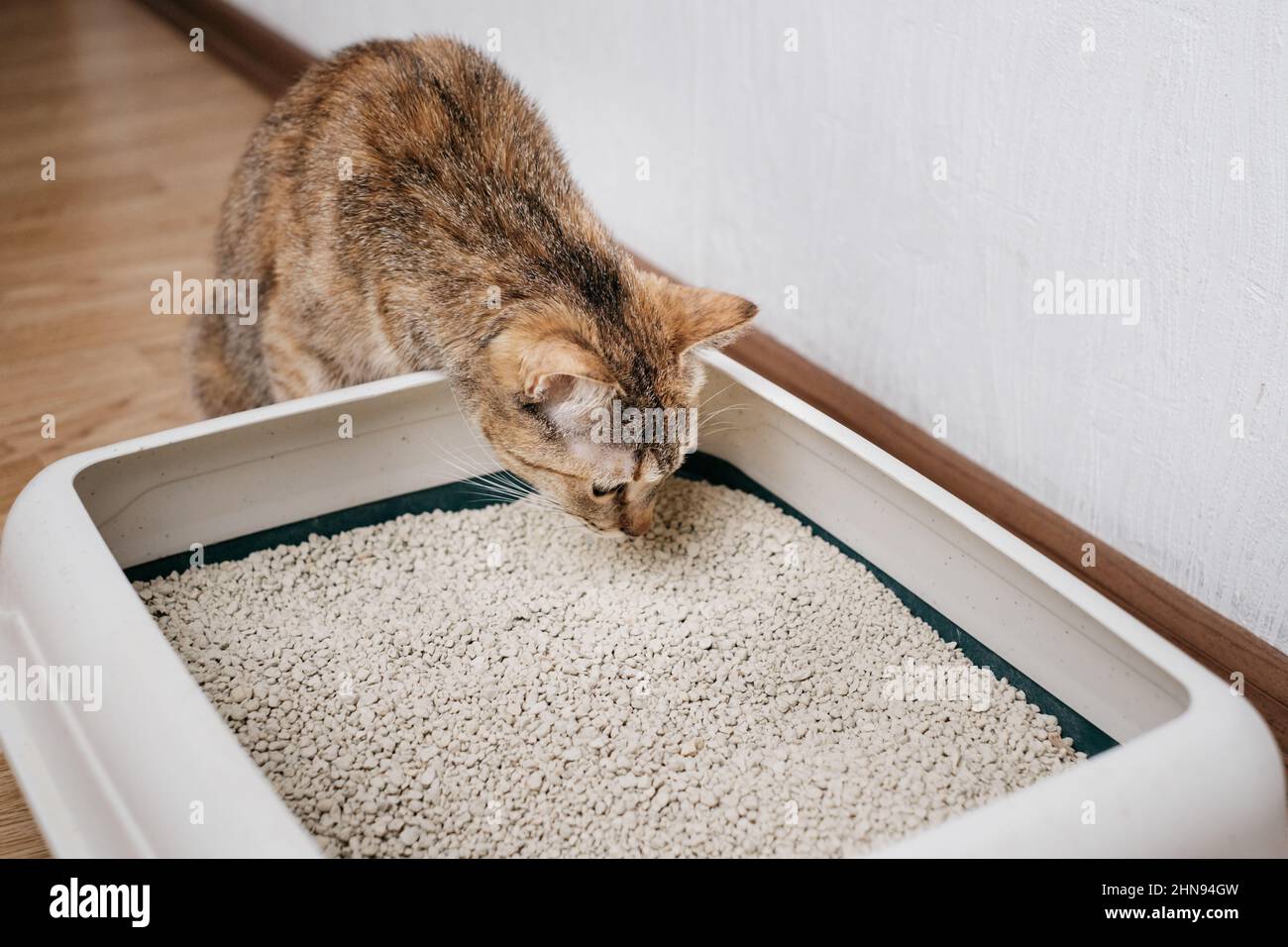 Domestic cat sniffs bulk litter. Stock Photo