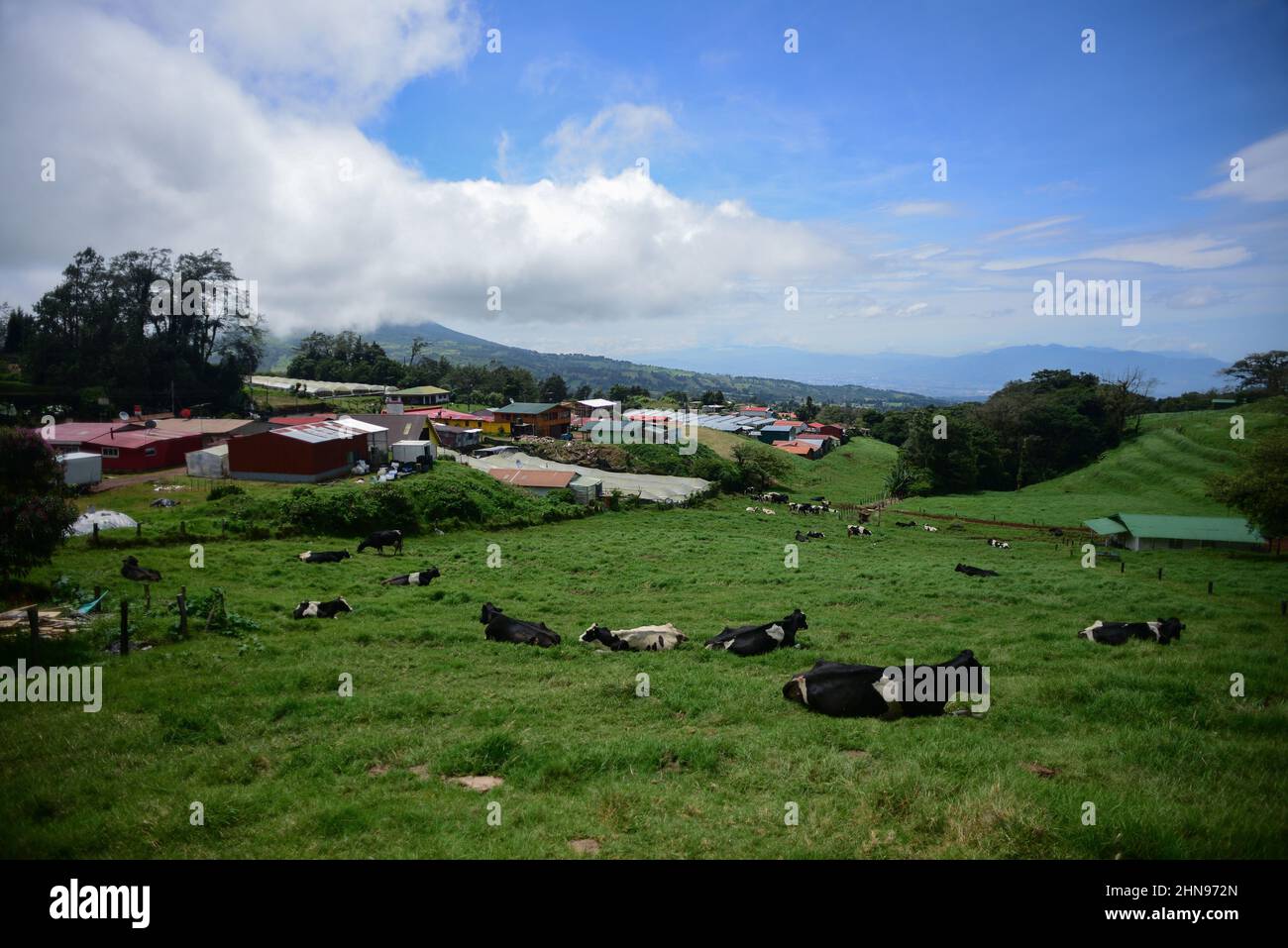 Cows rest in the mountain fields of Costa Rica Stock Photo