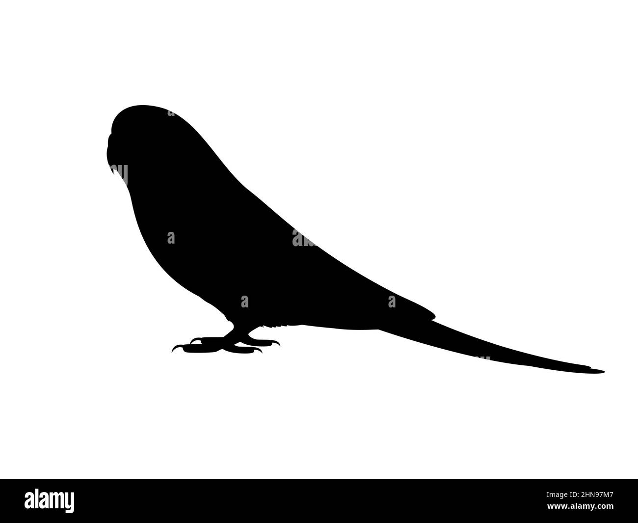 Silhouette of a budgie. Vector illustration of a black silhouette of a budgerigar parrot isolated on a white background. Side view, logo, icon. Stock Vector
