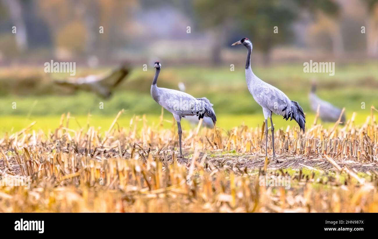 Groups of Common Crane (Grus grus) birds on migration in feeding