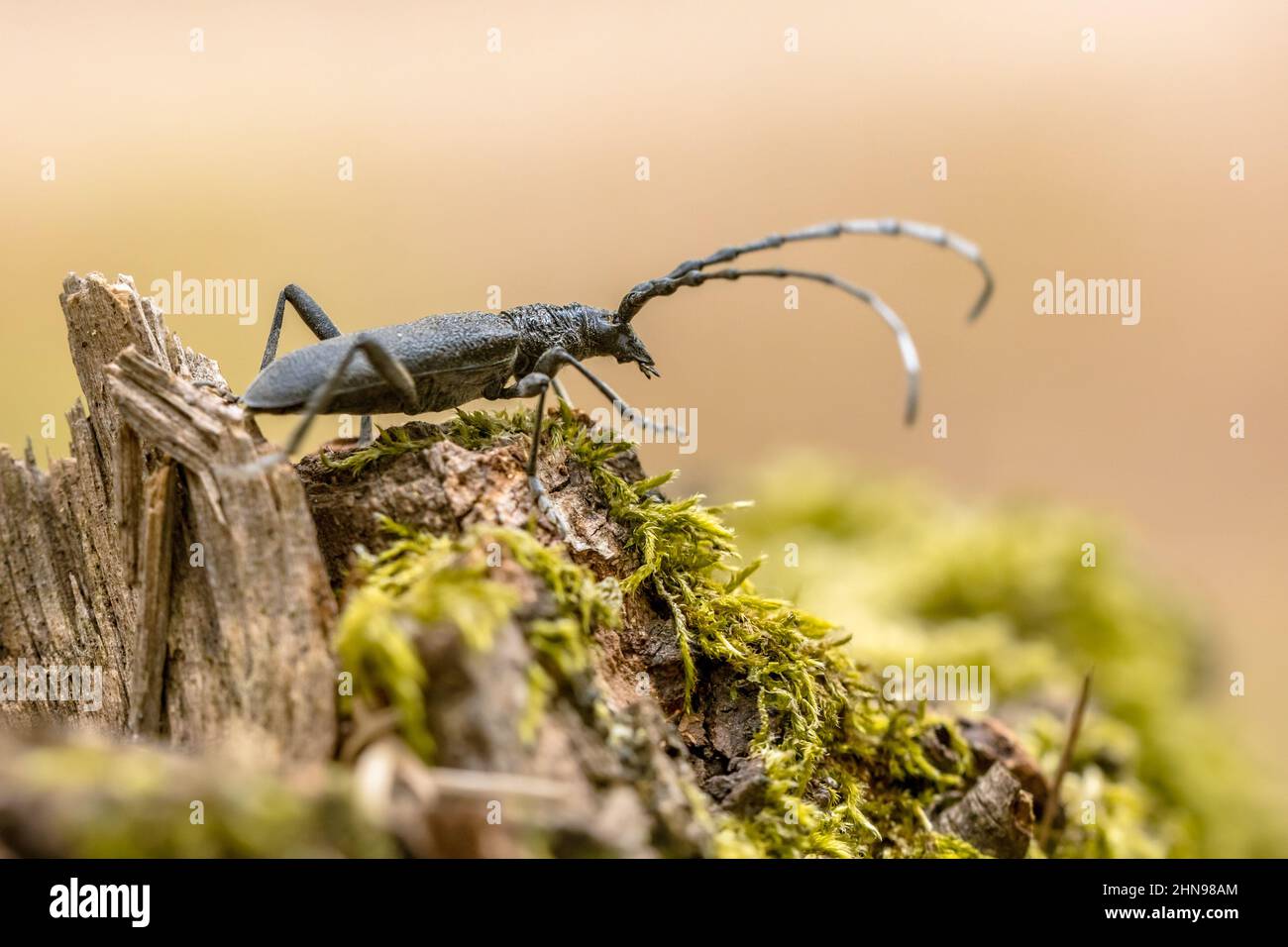 Capricorn Insect Cerambyx cerdo hi-res stock photography and images - Alamy