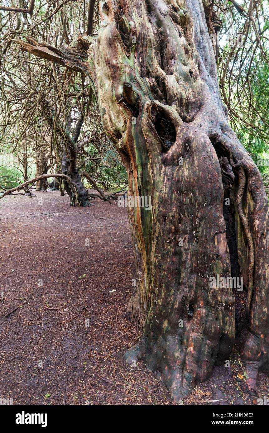 The ancient yew trees of Kingley Vale National Nature Reserve in West Sussex. Stock Photo