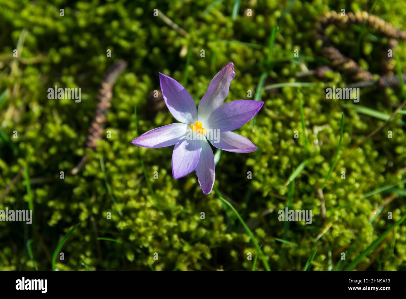 Purple crocus in the meadow Stock Photo