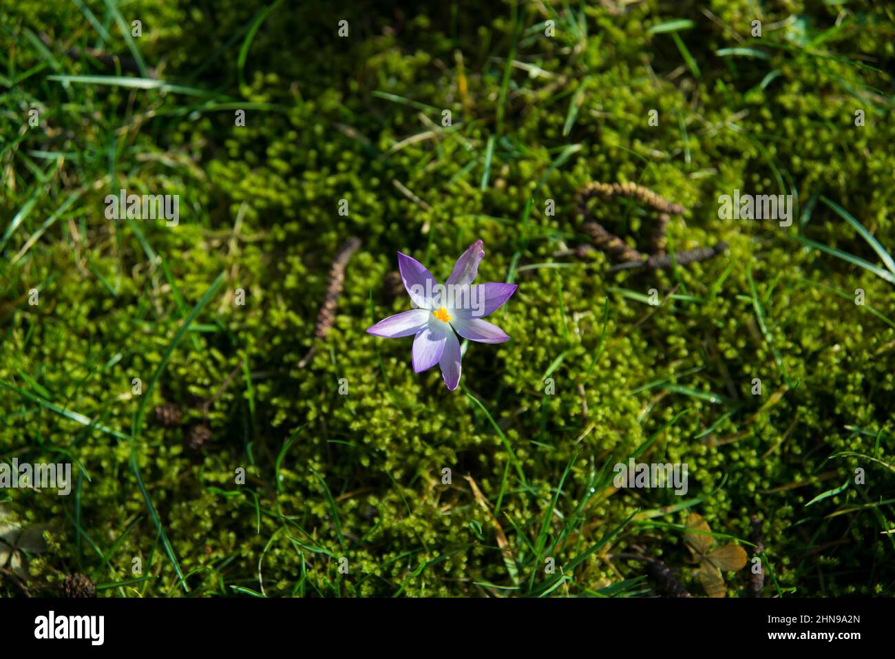 Purple crocus in the meadow Stock Photo