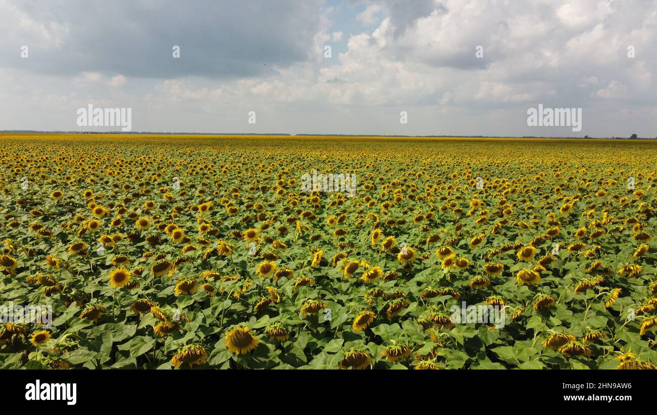 A field of sunflowers under a cloudy sky Stock Photo - Alamy