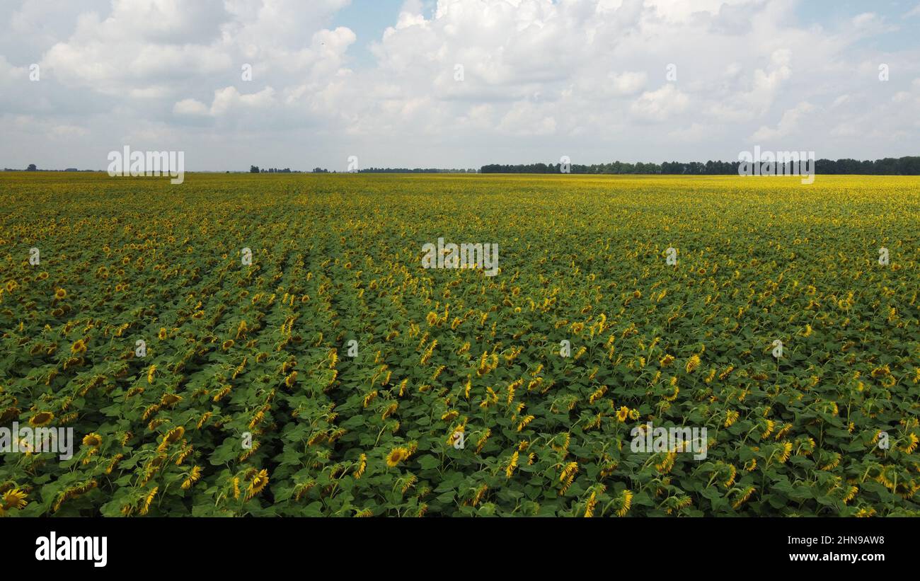 A field of sunflowers under a cloudy sky Stock Photo - Alamy