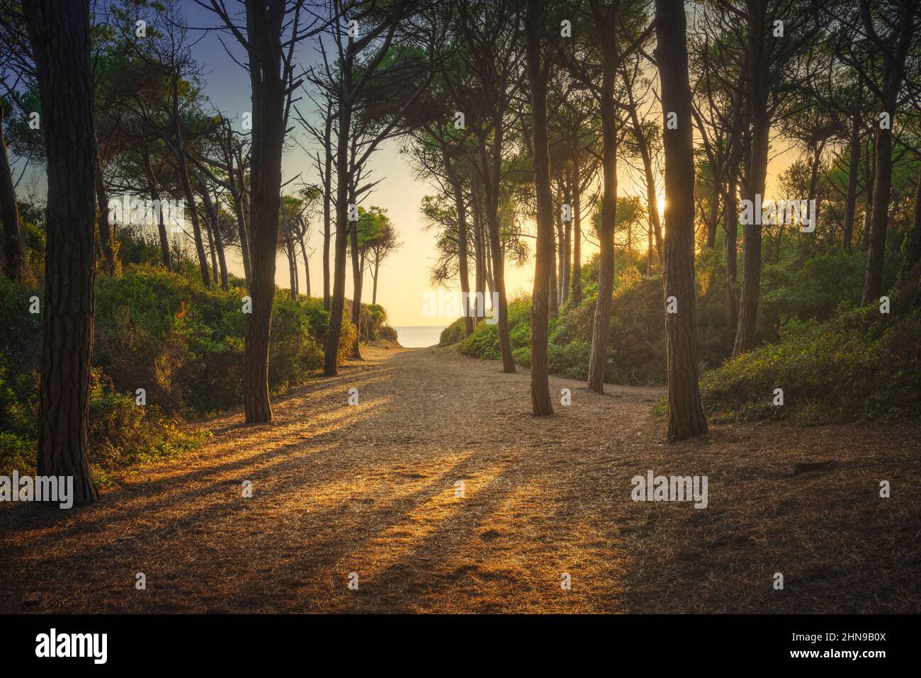 Path in pinewood forest and sea at sunset, Tombolo di Marina di Cecina, Maremma, Tuscany, Italy Europe. Stock Photo