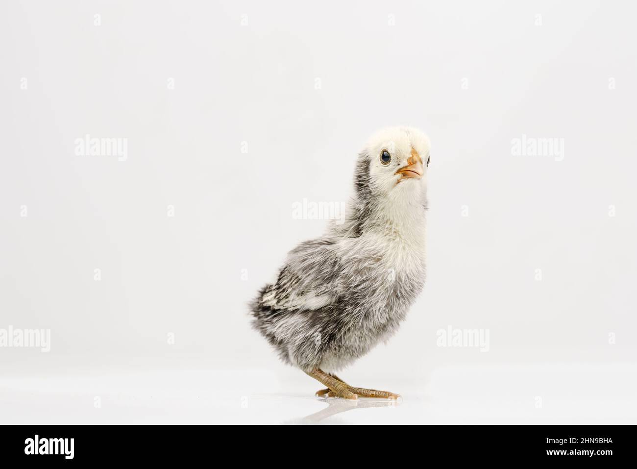 silver Sebright bantam hen isolated on white Stock Photo Alamy