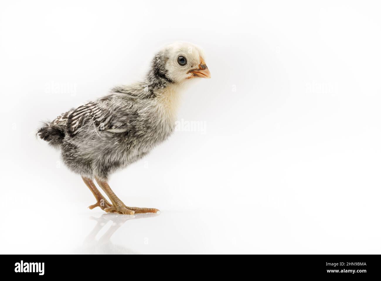 silver Sebright bantam hen isolated on white Stock Photo Alamy