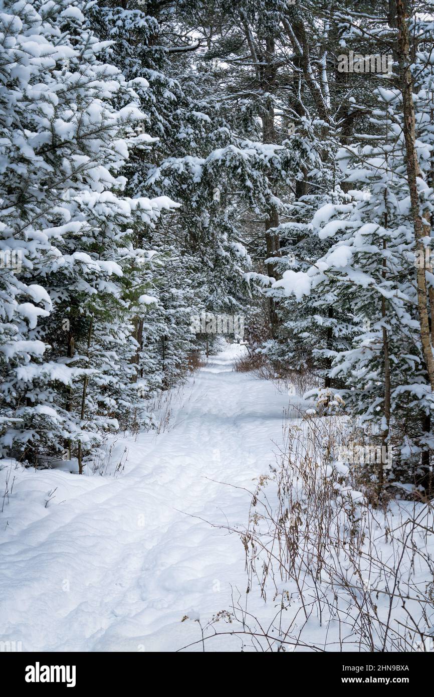 An example of a combination ski and snowshoe trail at a land trust