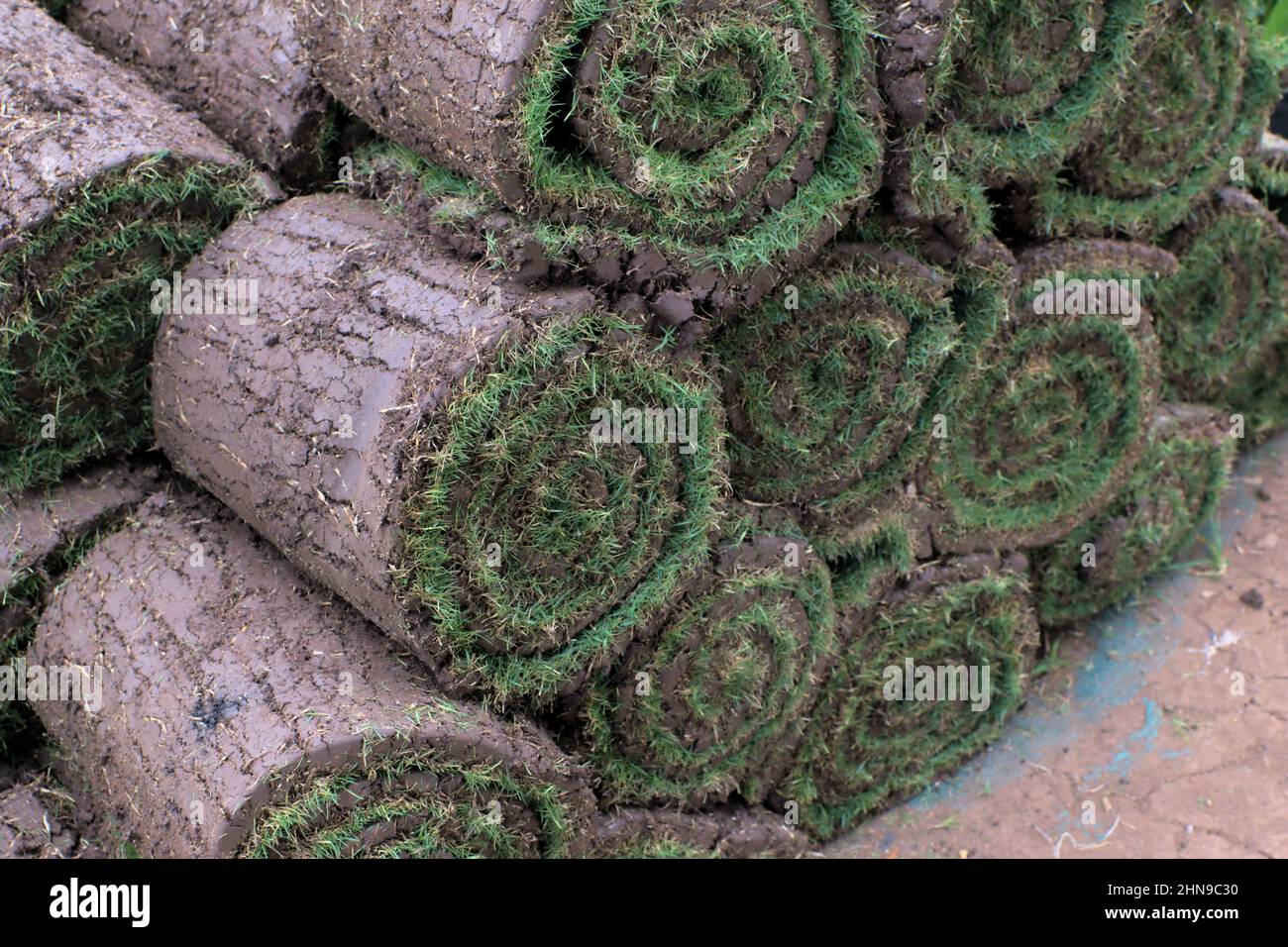 Natural Lawn grass carpet rolls kept in stack one above one for sell. Used selective focus. It is used at various places for landscaping. Stock Photo