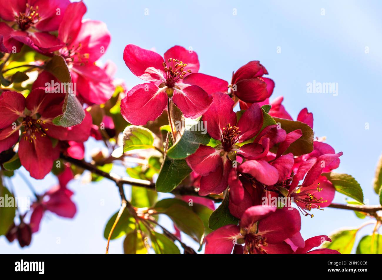 A dark pink crab apple branch in full bloom. Stock Photo