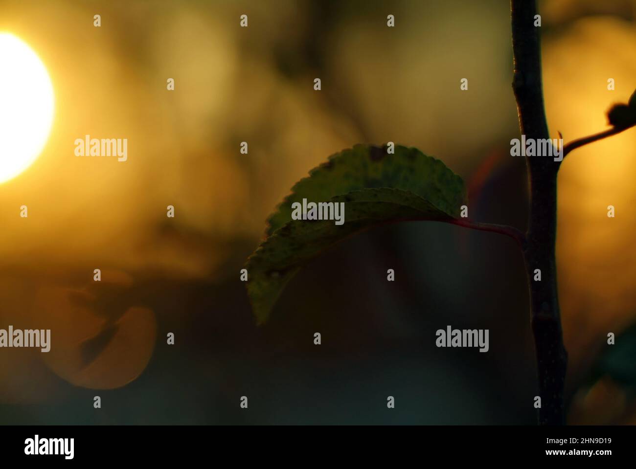 apple leaves on a branch at sunset, in autumn Stock Photo