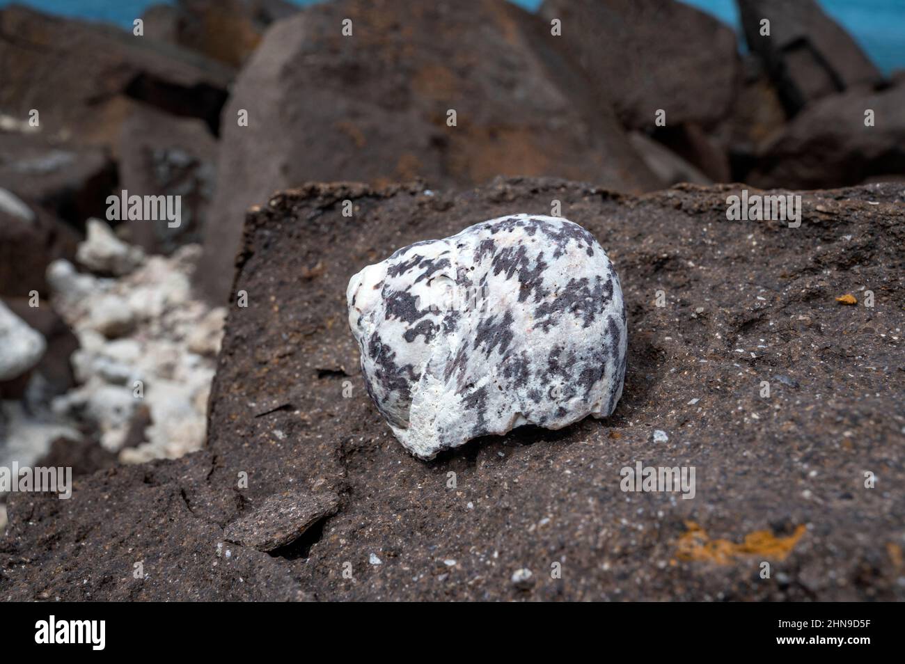 A trochus sea shell at the nature reserve of Saint-Barthélemy at Grand Cul-de-Sac Stock Photo