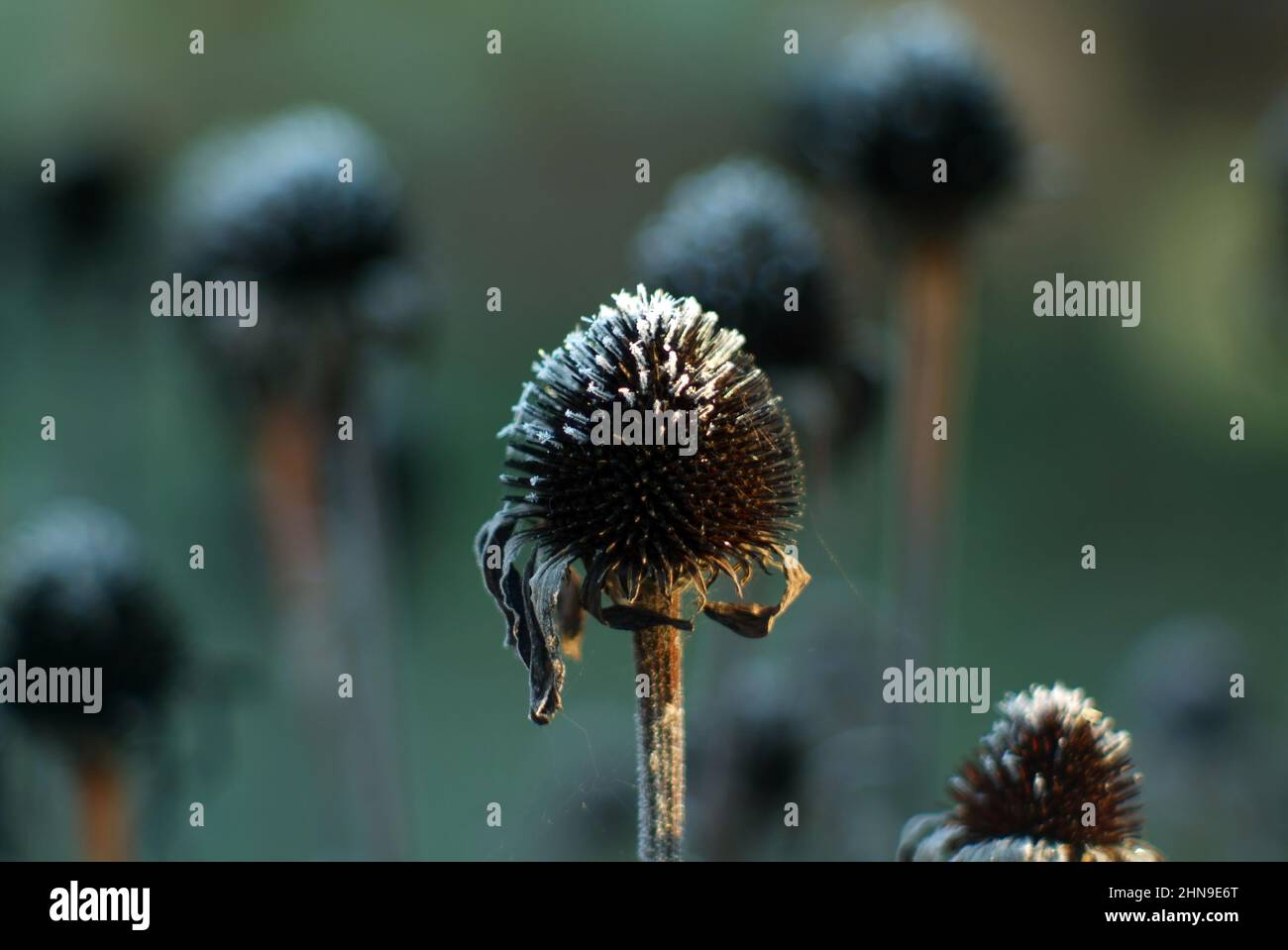 flowers covered with frost in the garden in the morning, autumn Stock Photo