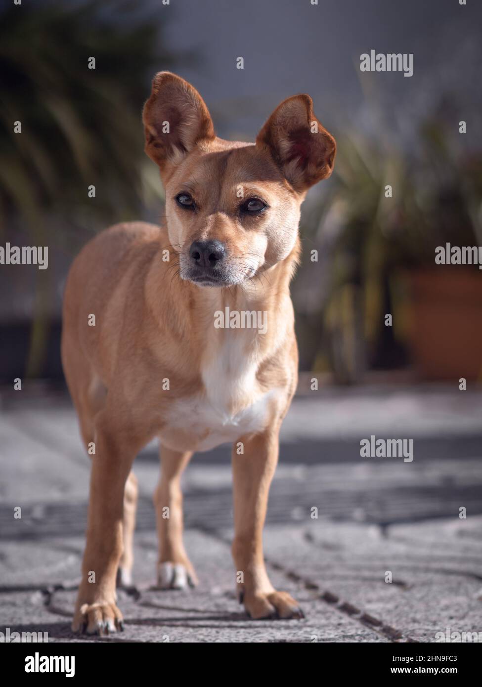 A beautiful mixed-breed dog with big ears standing in the backyard and looking away with a serene face expression illuminated by the sun Stock Photo