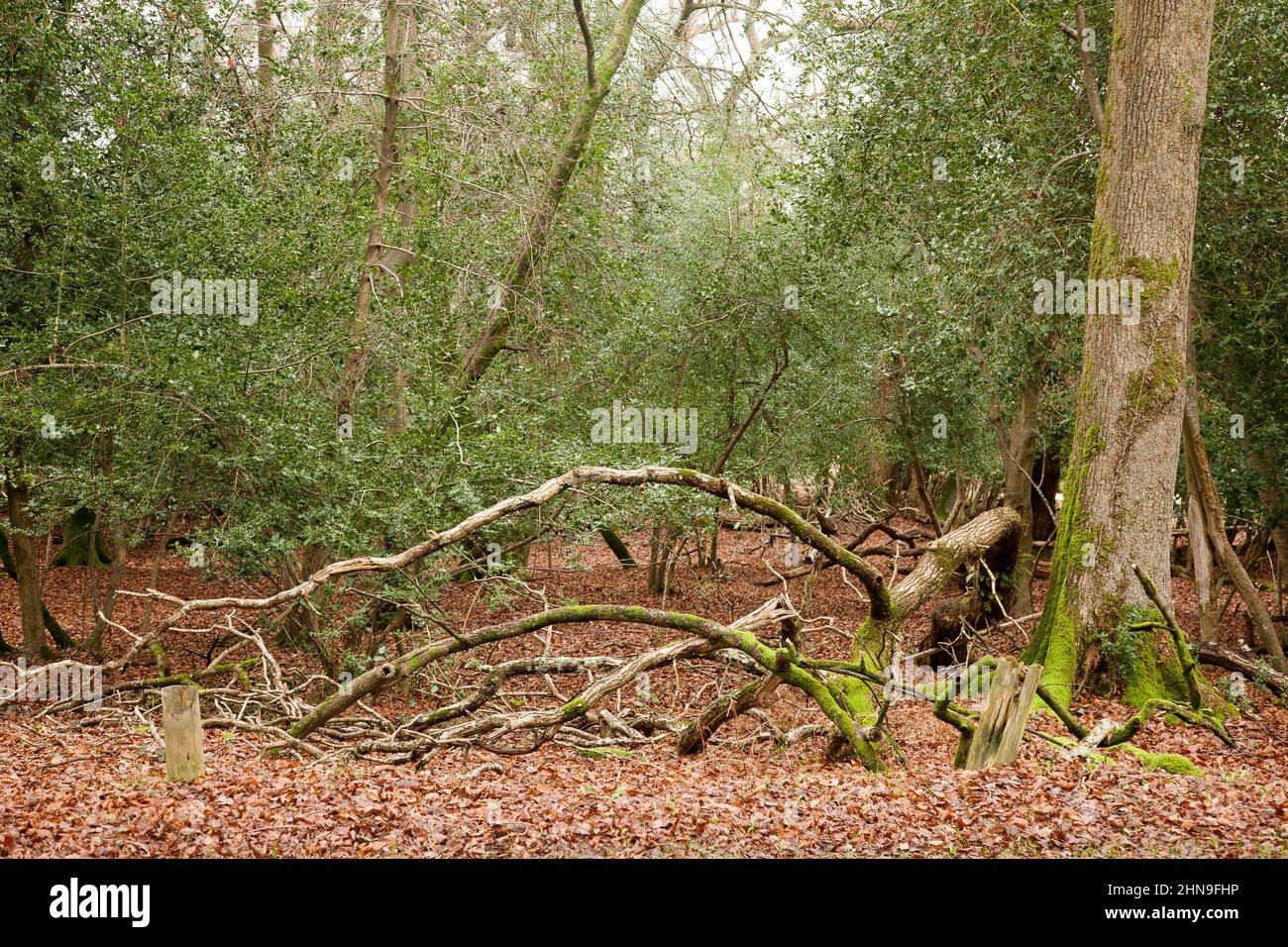 Brook new forest uk winter hi-res stock photography and images - Alamy