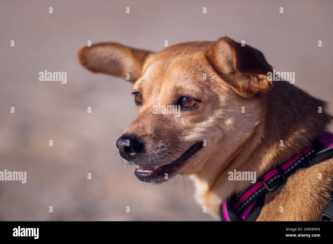 Close-up of mixed-breed dog's happy face looking away from the camera with relaxed jaw and ears isolated on a blurred background in brown tones Stock Photo