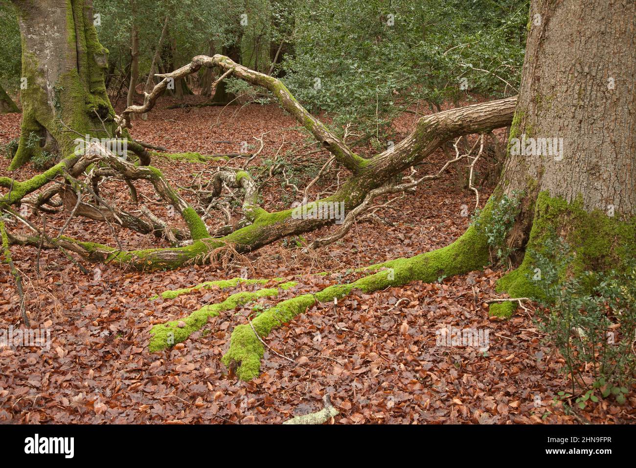 Brook new forest uk winter hi-res stock photography and images - Alamy