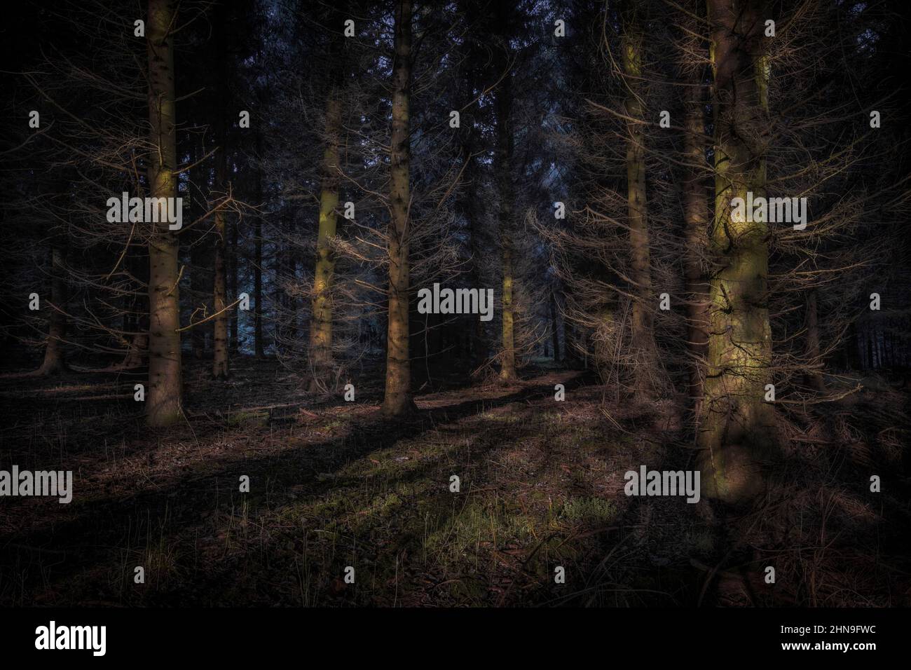 Woodland, sunlight on trees - Stock Image