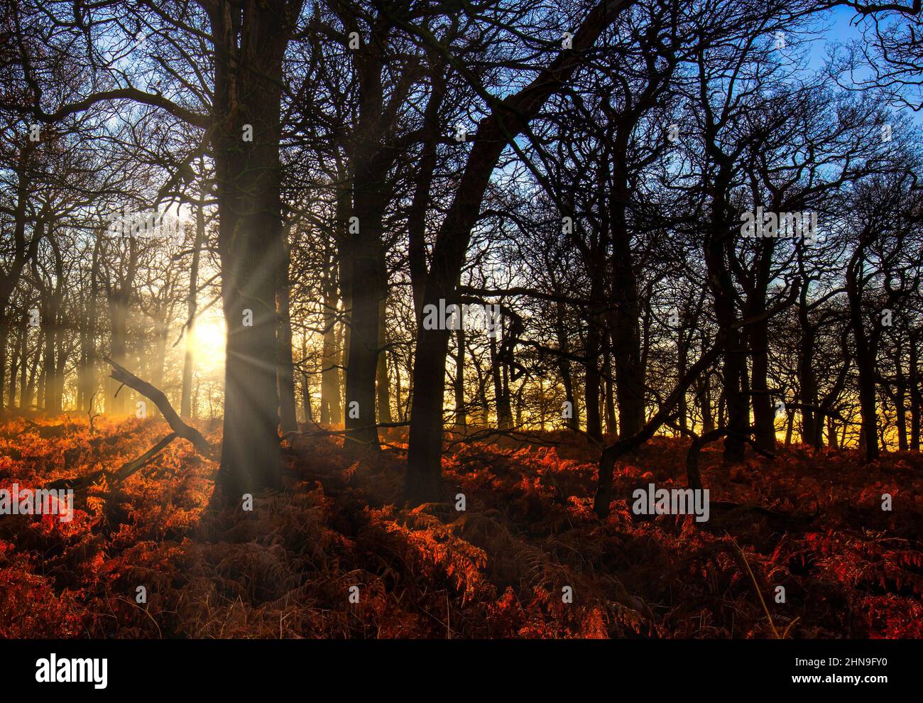 Trees, woodland, sunrise - Stock Image