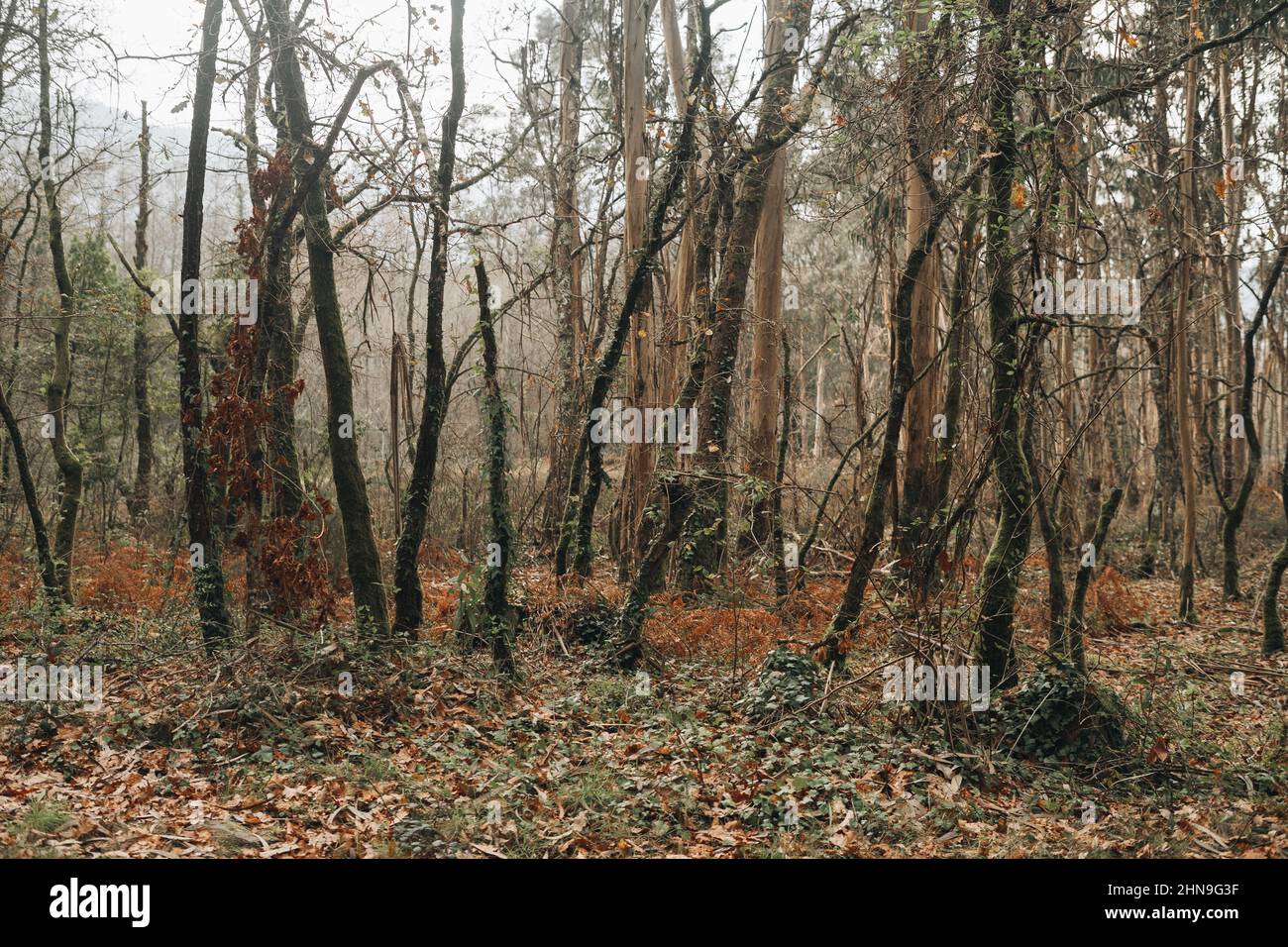 Ancient forest with oaks invaded by the invasive species of eucalyptus