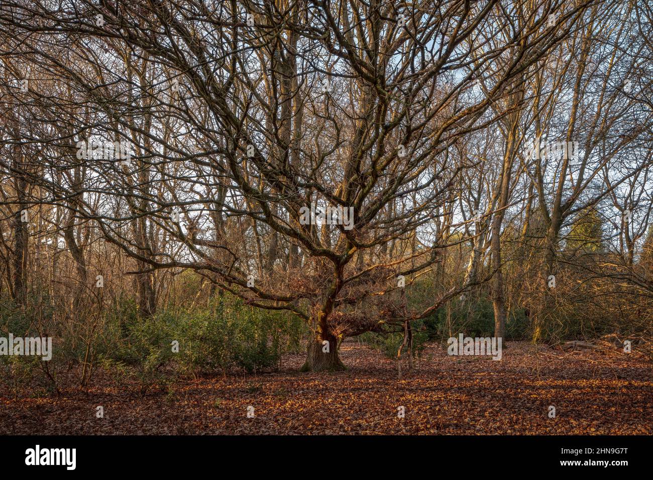 Oak tree, Leicestershire, sunset - Stock Image