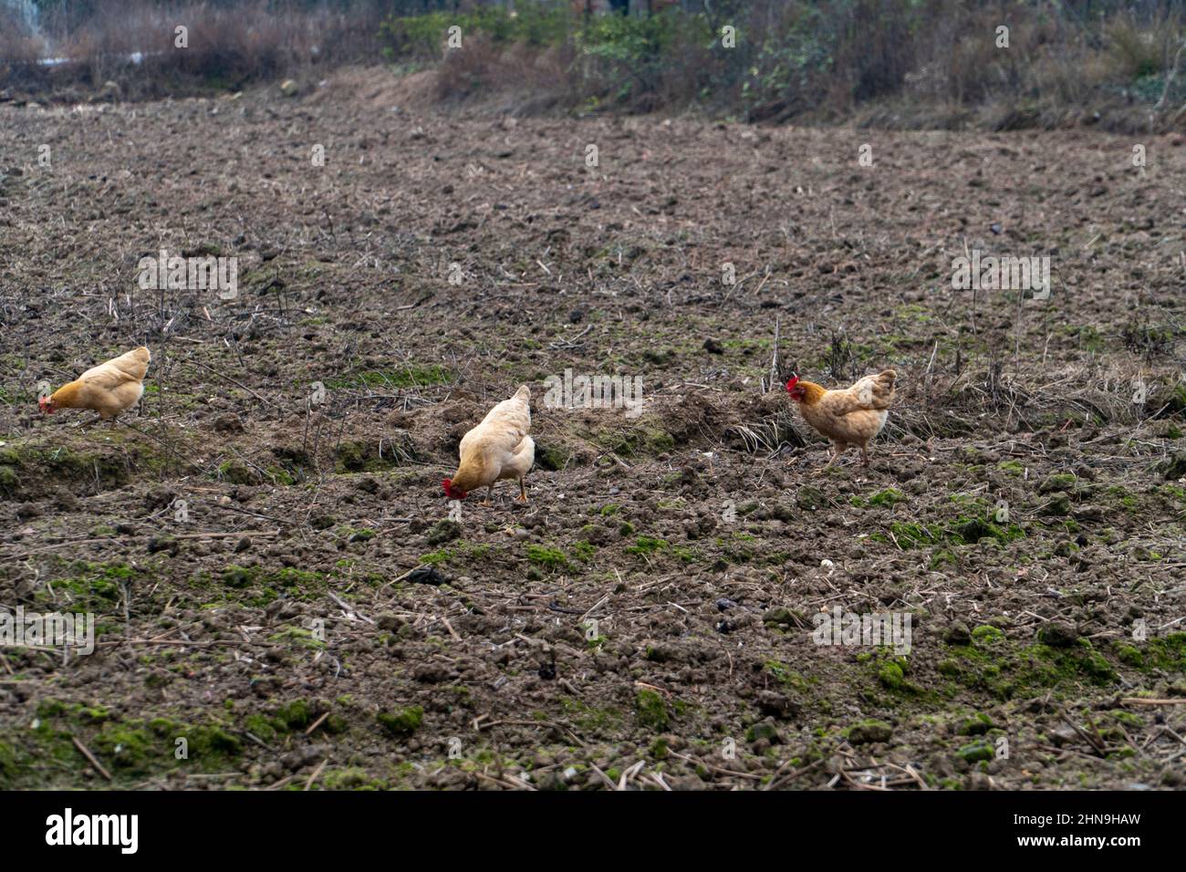 Chickens in Chinese rural fields Stock Photo