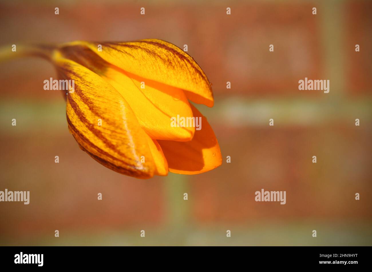 A close up of a yellow and maroon striped spring crocus flower (Gypsy Girl) held against a brick wall Stock Photo