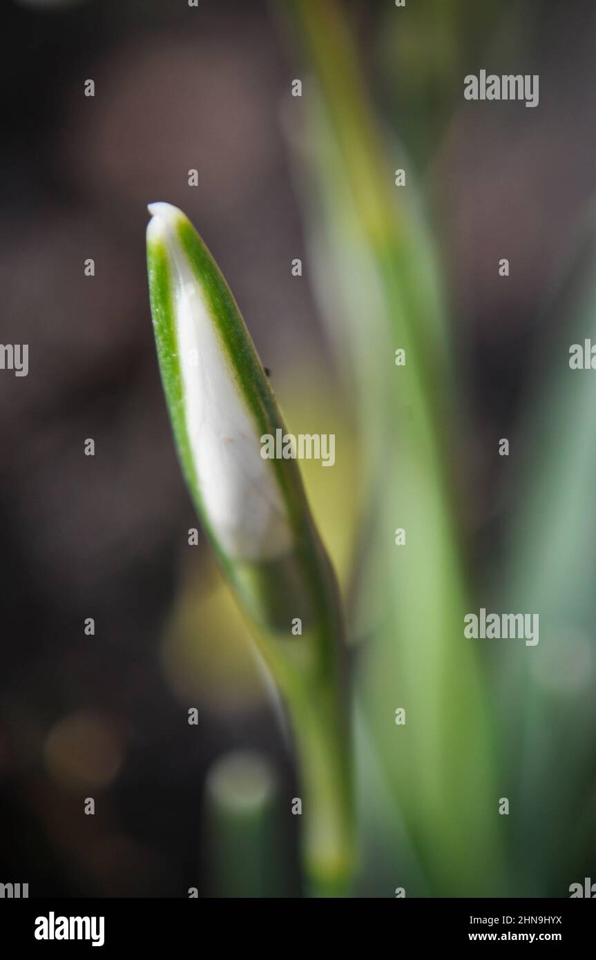 The tight bud of an emerging common snowdrop flower (Galanthus nivalis) with bokeh background Stock Photo