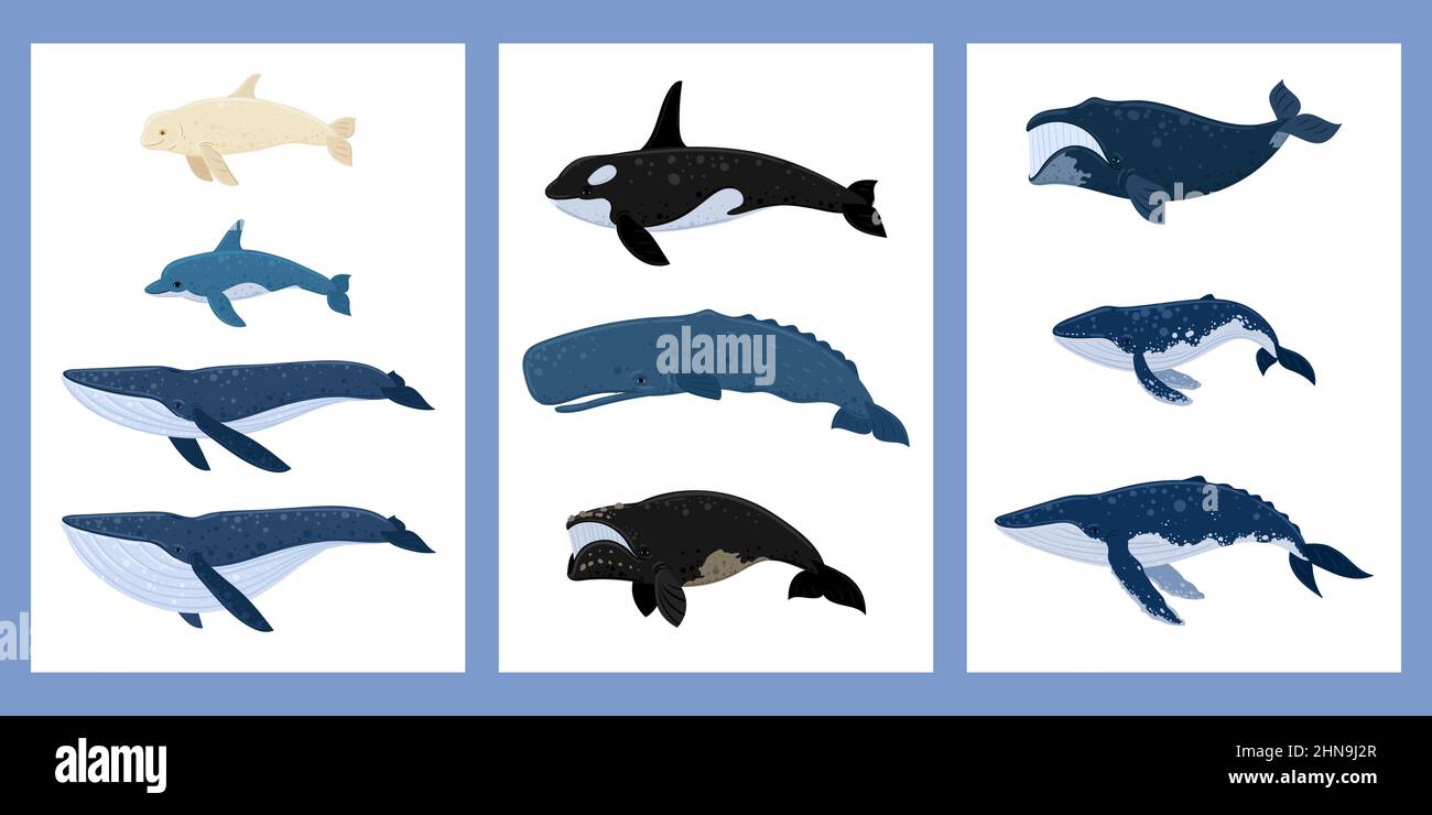 Right whale dolphin Stock Vector Images - Alamy