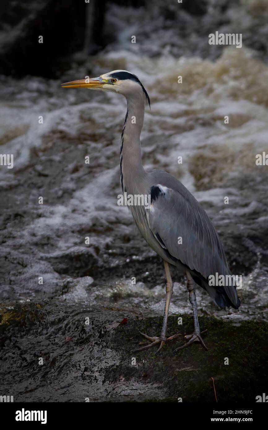 Heron, waterfall, Arden Cinerea - Stock Image