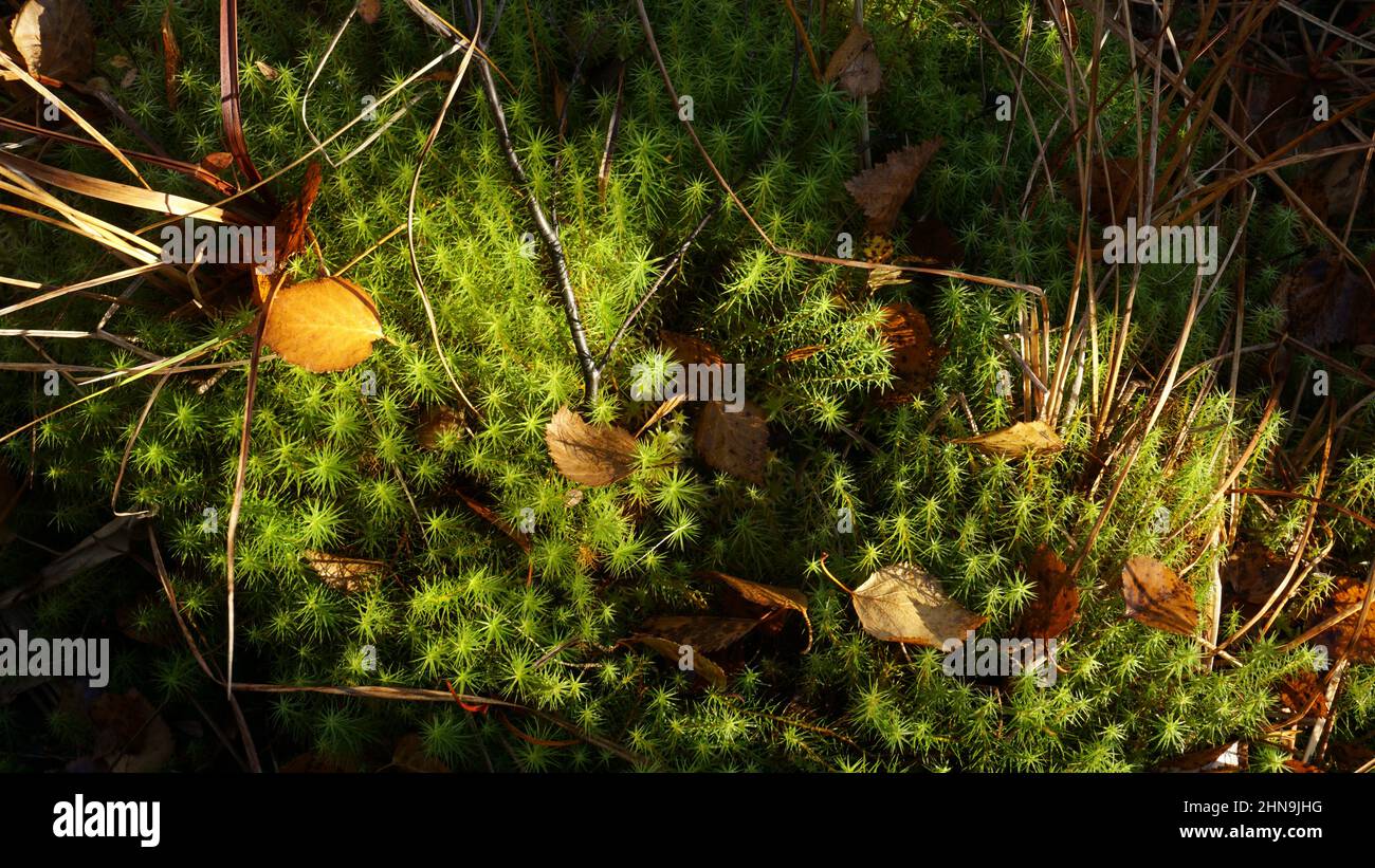 Green forest moss lit by sunbeams with grass and withered leaves. Stock Photo