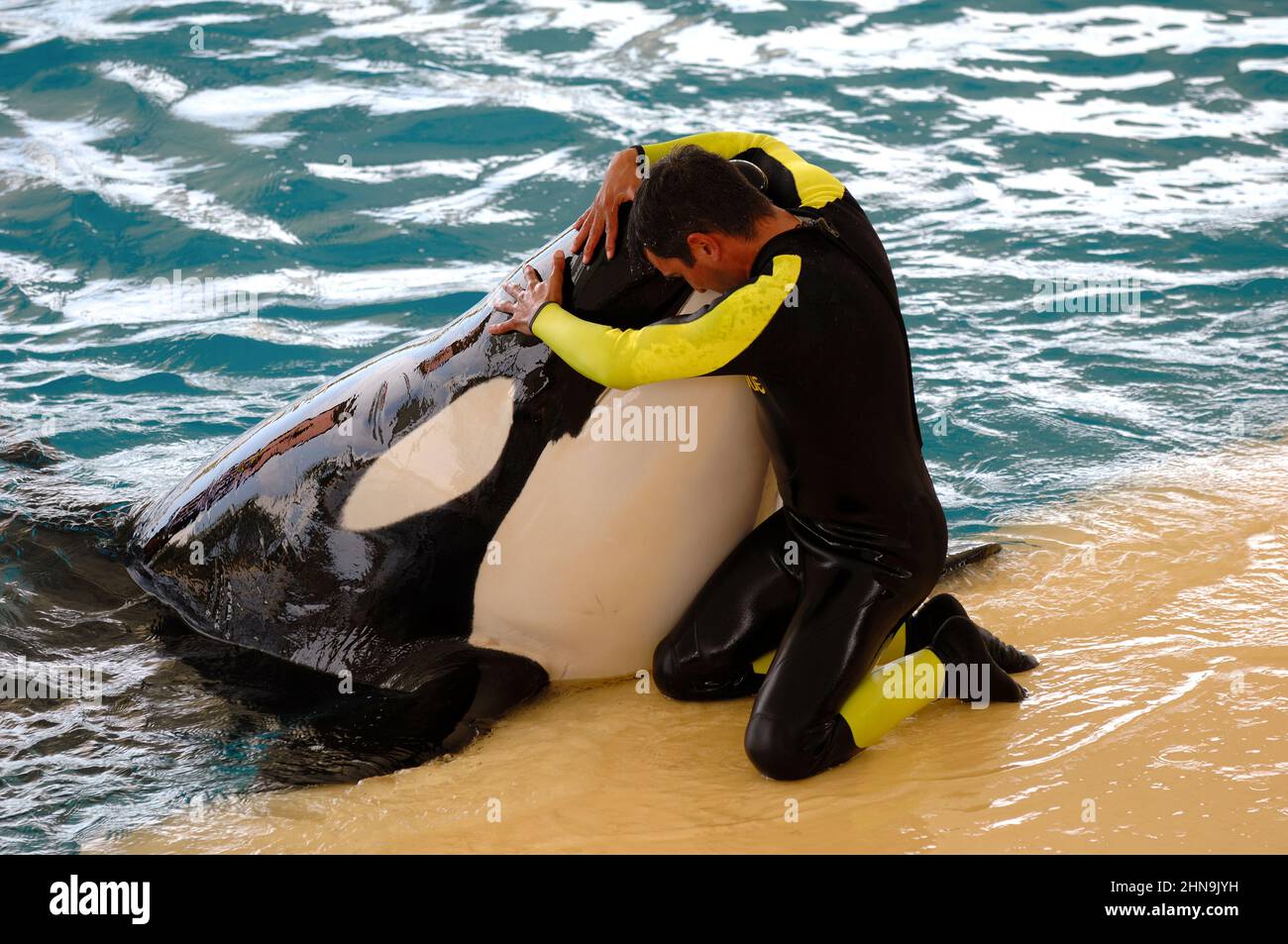 Man is hugging a very big killer whale Stock Photo