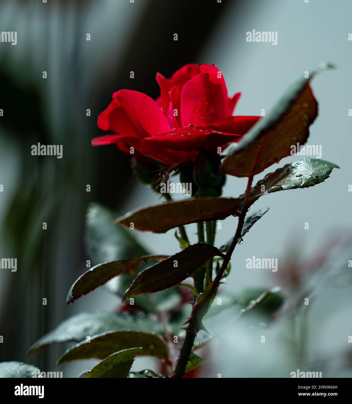 Selective focus shot of a beautiful red rose in a park Stock Photo - Alamy