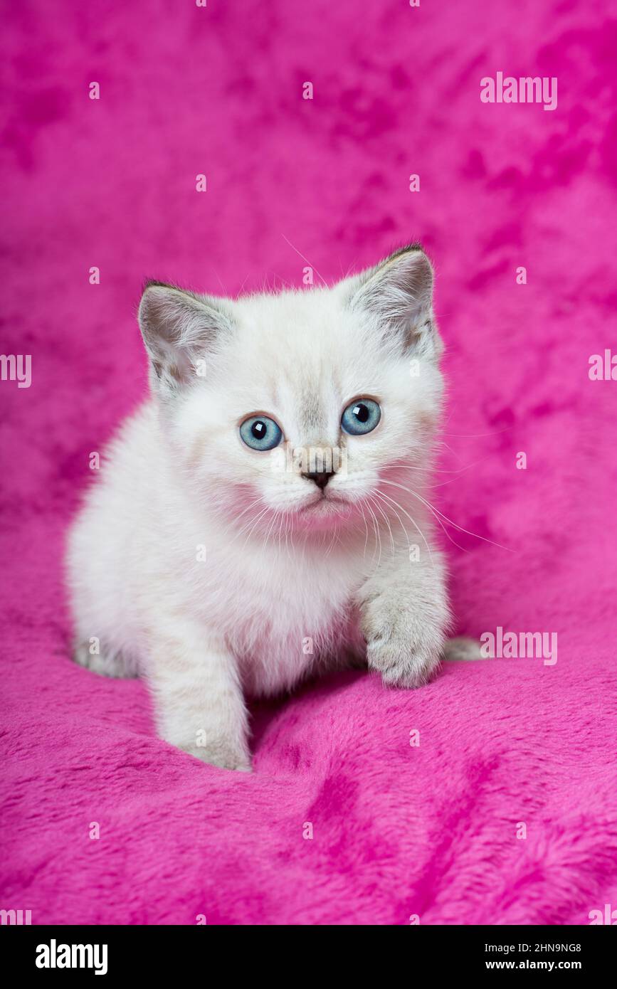 Cute kitten lying on a pink blanket Stock Photo - Alamy