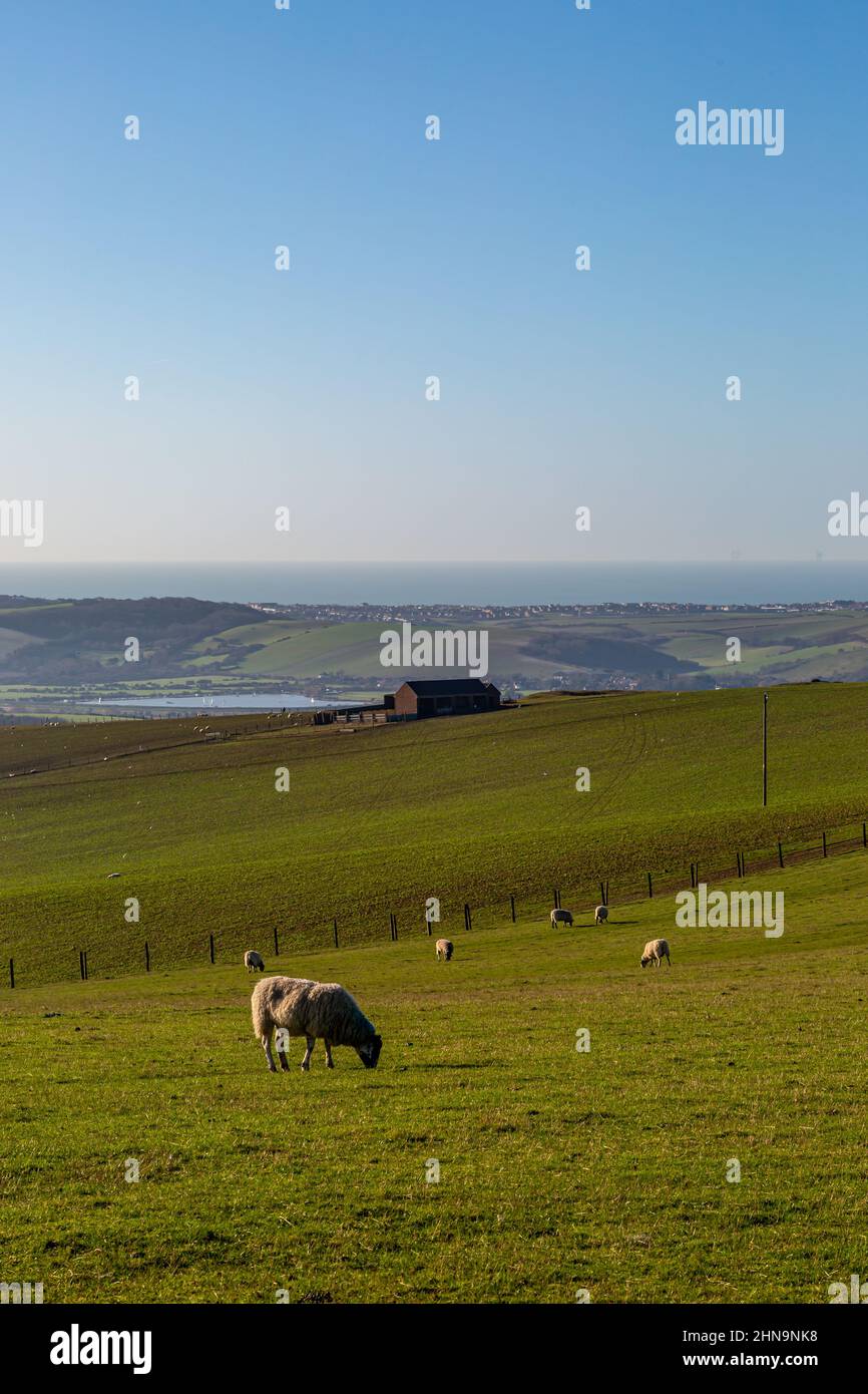 Sheep grazing in the South Downs with the sea in the distance behind Stock Photo