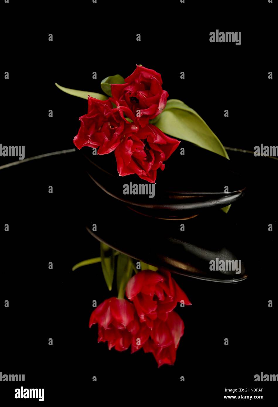 Red tulips in black bowl with mirror reflection and black background Stock Photo
