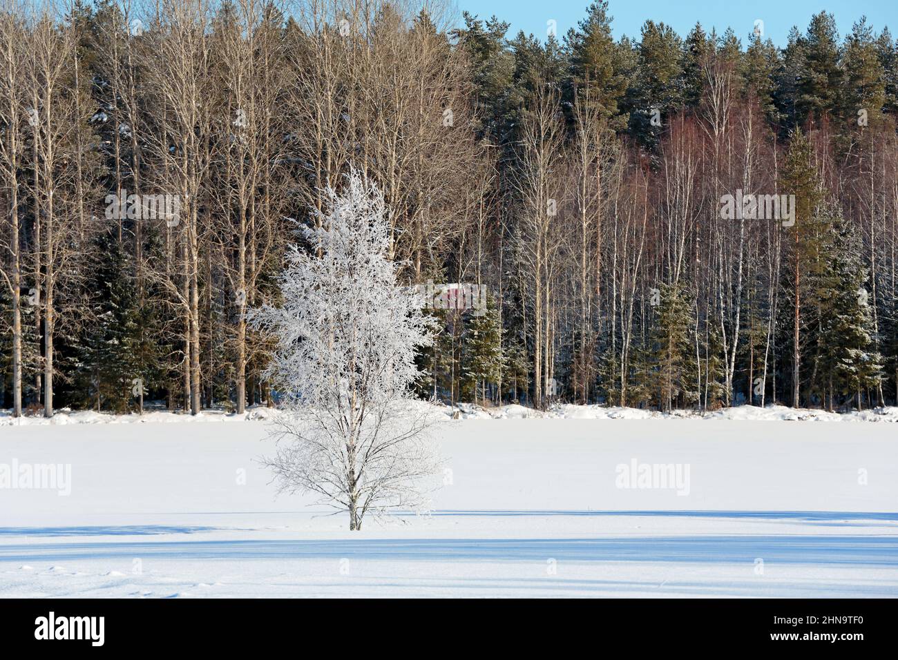A lonely white frosty birch tree on a snowy field in sunlight Stock Photo