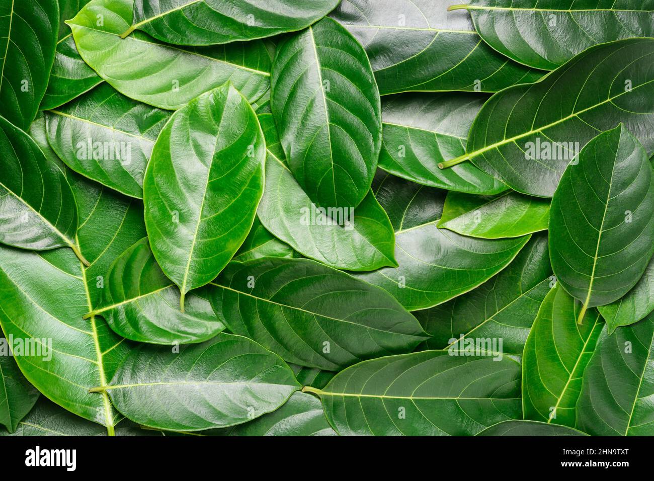 jackfruit leaves background texture, edible health beneficial leaves