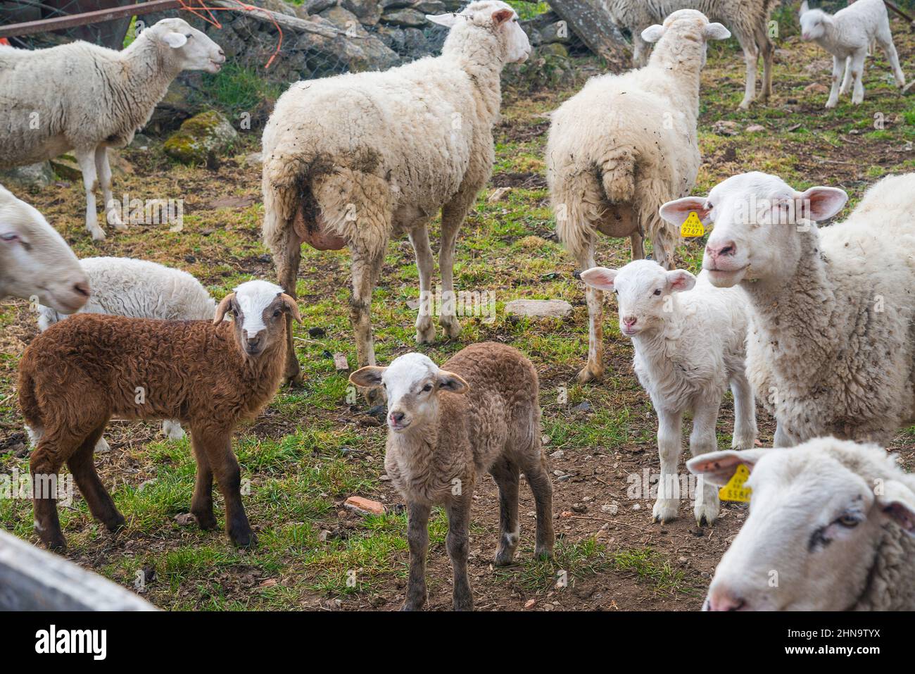 Flock of sheep Stock Photo Alamy
