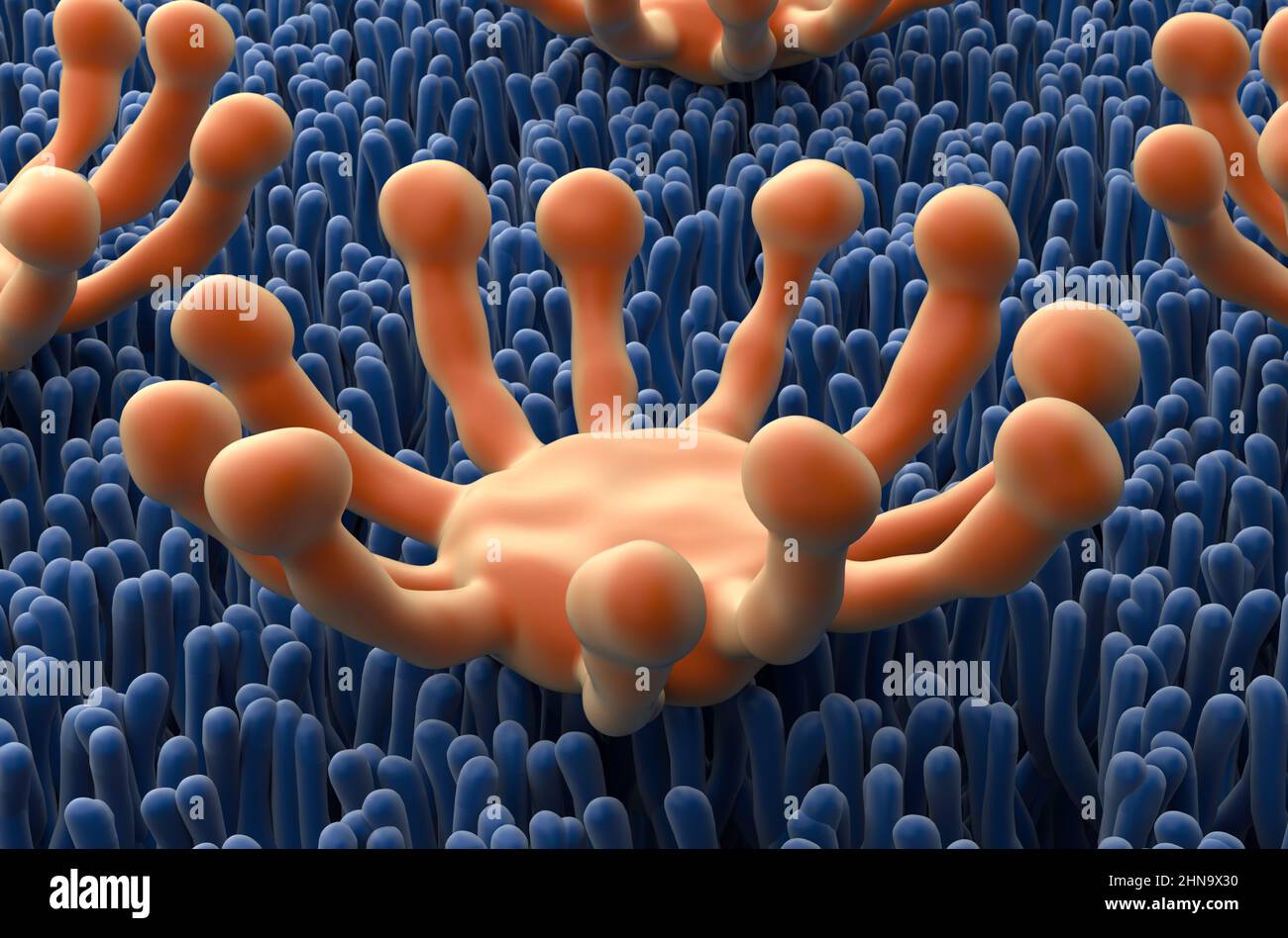 Smell (olfactory) receptor field in nasal lining - closeup view 3d illustration Stock Photo