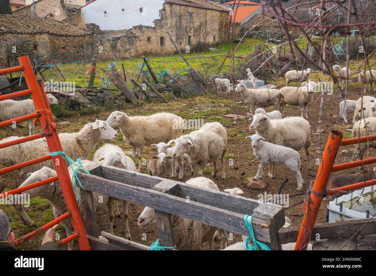 Flock of sheep. Stock Photo