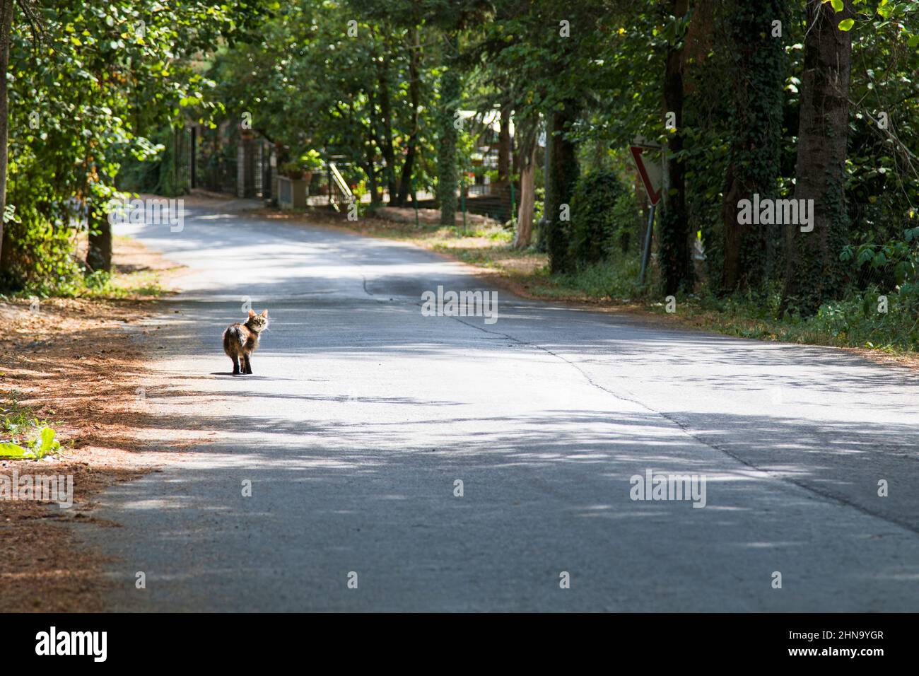Haired cat walks along a tree-lined avenue Stock Photo
