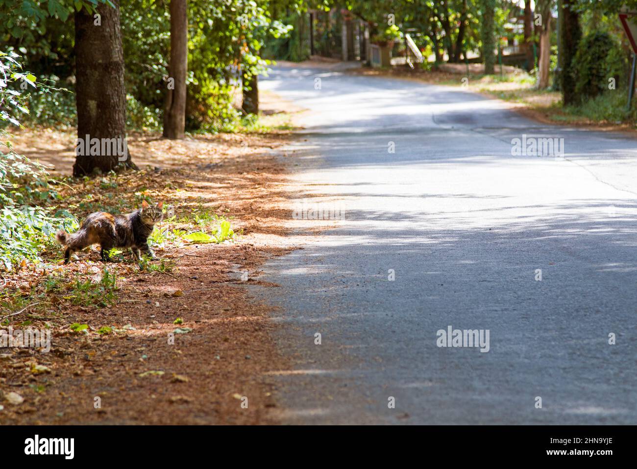 Haired cat walks along a tree-lined avenue Stock Photo