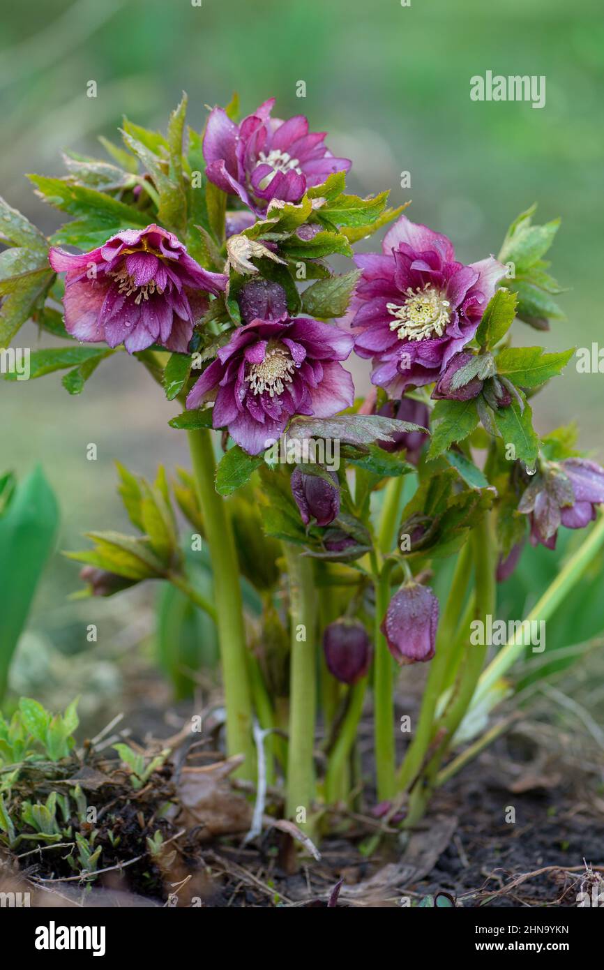 Pink spring blooming Hellebore poisonous plant. Hellebore planting in