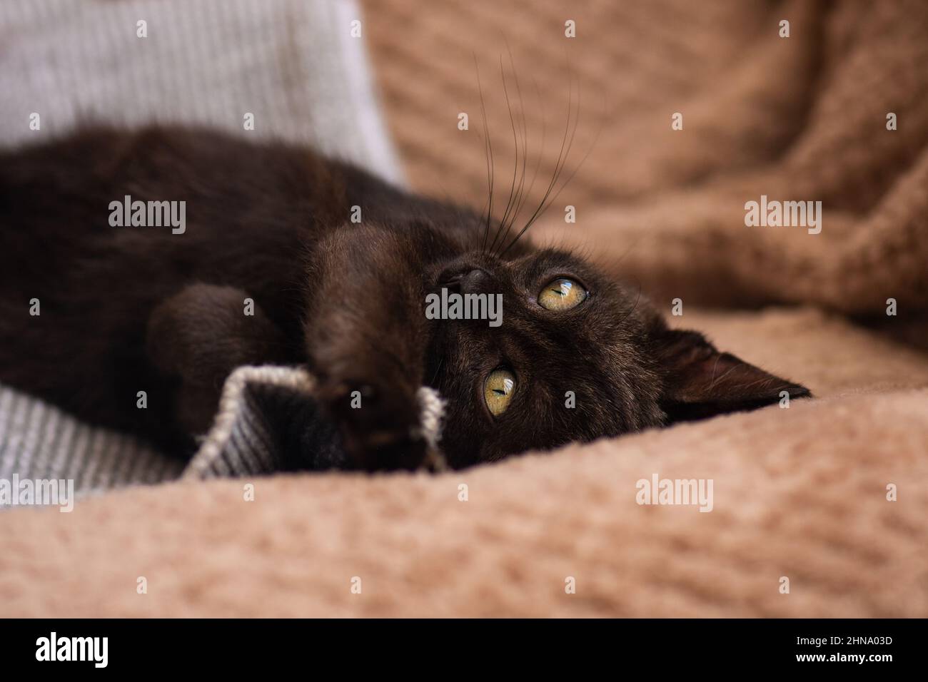 Beautiful black fluffy kitten relax on soft grey knitted background.  Perfect rest and relaxation concept Stock Photo