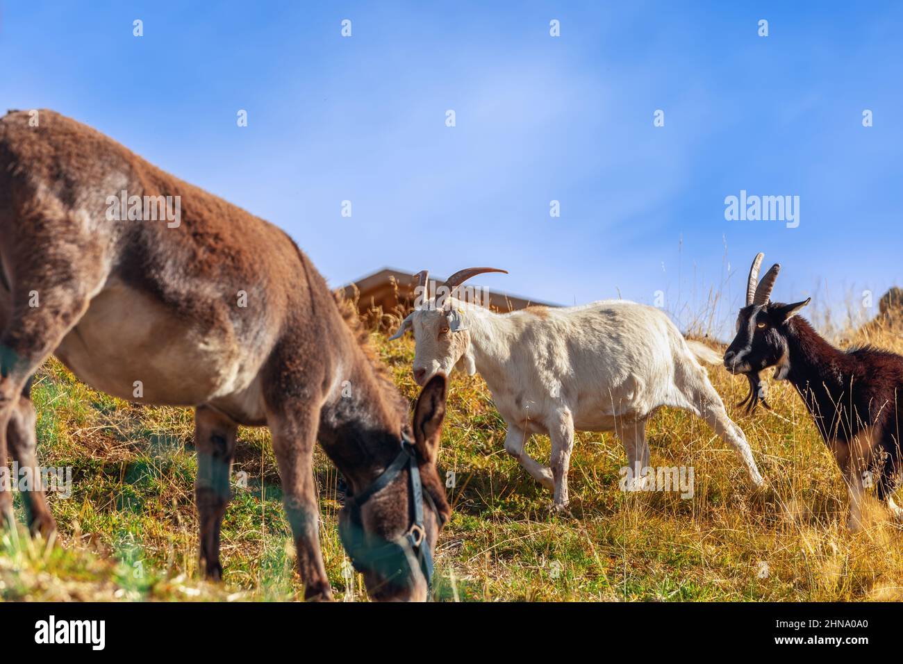 Two goats and a donkey in an alpine pasture (selective focus Stock Photo Alamy